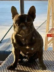 Lost Female Dog last seen I ave, Hesperia, CA 92344