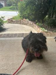 Lost Female Dog last seen N sweetwater hills rd and bayshore lane, Moore, SC 29369