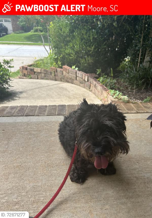 Lost Female Dog last seen N sweetwater hills rd and bayshore lane, Moore, SC 29369