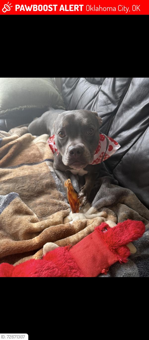 Lost Female Dog last seen Morgan rd and 15th, Oklahoma City, OK 73099