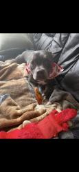 Lost Female Dog last seen Morgan rd and 15th, Oklahoma City, OK 73099