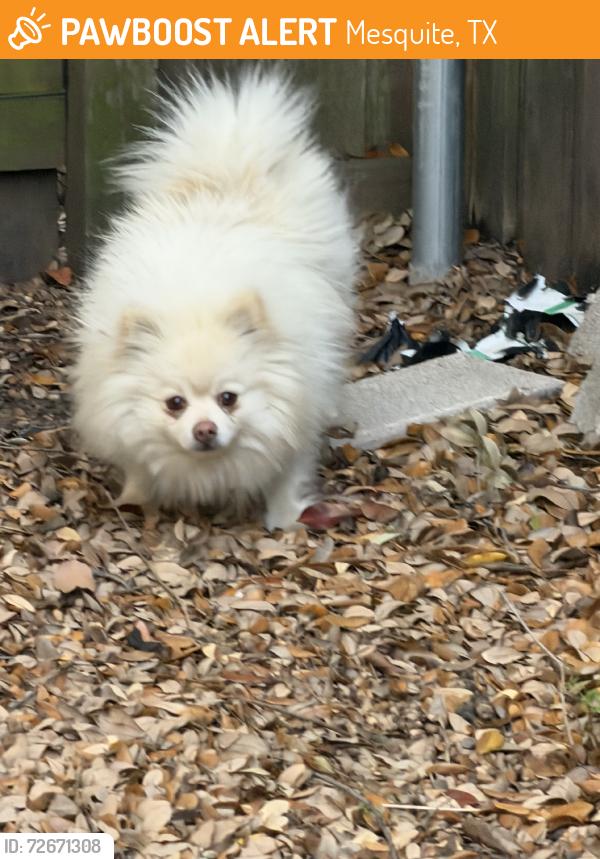 Found/Stray Male Dog last seen Retriever Ln & Quail Hollow, Mesquite, TX 75150
