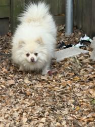 Found/Stray Male Dog last seen Retriever Ln & Quail Hollow, Mesquite, TX 75150
