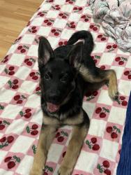 Lost Male Dog last seen mayo, Mayo, SC 29368