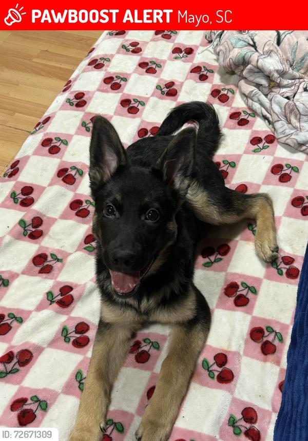 Lost Male Dog last seen mayo, Mayo, SC 29368