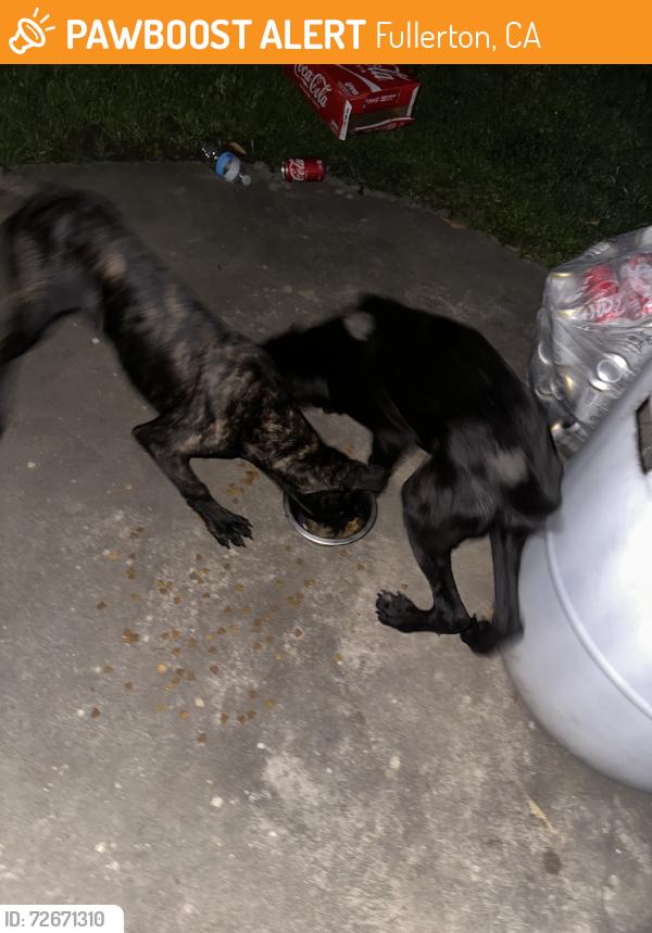 Found/Stray Unknown Dog last seen Olive St and Lee St by the Junior High School, Fullerton, CA 92833