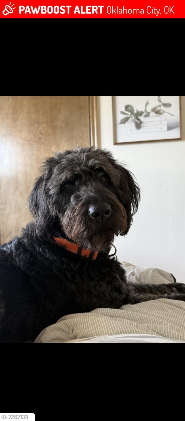 Lost Male Dog last seen Morgan and 15th, Oklahoma City, OK 73099