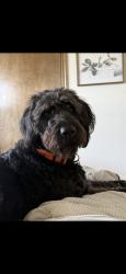 Lost Male Dog last seen Morgan and 15th, Oklahoma City, OK 73099