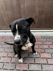 Lost Male Dog last seen Century Blvd & Figueroa St, Los Angeles, CA 90044