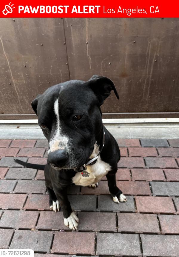 Lost Male Dog last seen Century Blvd & Figueroa St, Los Angeles, CA 90044