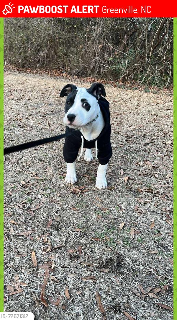 Lost Female Dog last seen River park north, Greenville, NC 27834