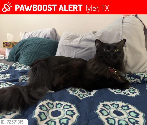 Lost Female Cat last seen Rhône’s quarter and grande, Tyler, TX 75707