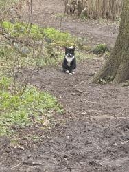 Found/Stray Unknown Cat last seen Brompton close / bramingham woods, Luton, England LU3
