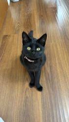 Lost Female Cat last seen Artesia CA 90701, Artesia, CA 90701