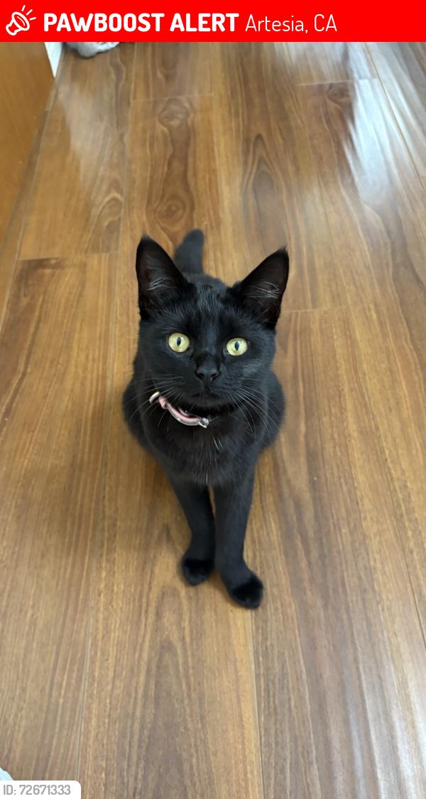 Lost Female Cat last seen Artesia CA 90701, Artesia, CA 90701