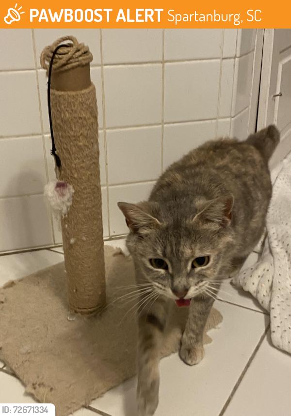 Found/Stray Female Cat last seen Jeff Davis Dr, Spartanburg, SC 29303