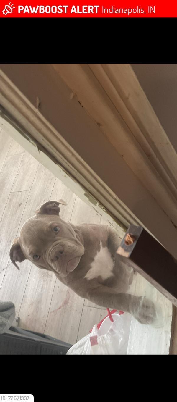 Lost Female Dog last seen 30th Clifton , Indianapolis, IN 46208
