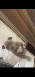 Lost Female Dog last seen 30th Clifton , Indianapolis, IN 46208