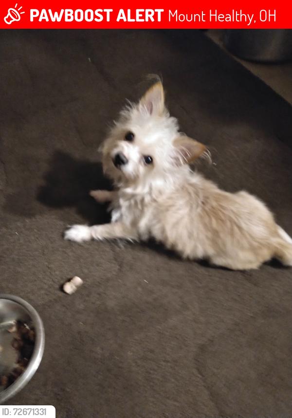 Lost Male Dog last seen Maple avenue, Mount Healthy, OH 45231