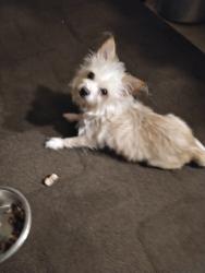 Lost Male Dog last seen Maple avenue, Mount Healthy, OH 45231