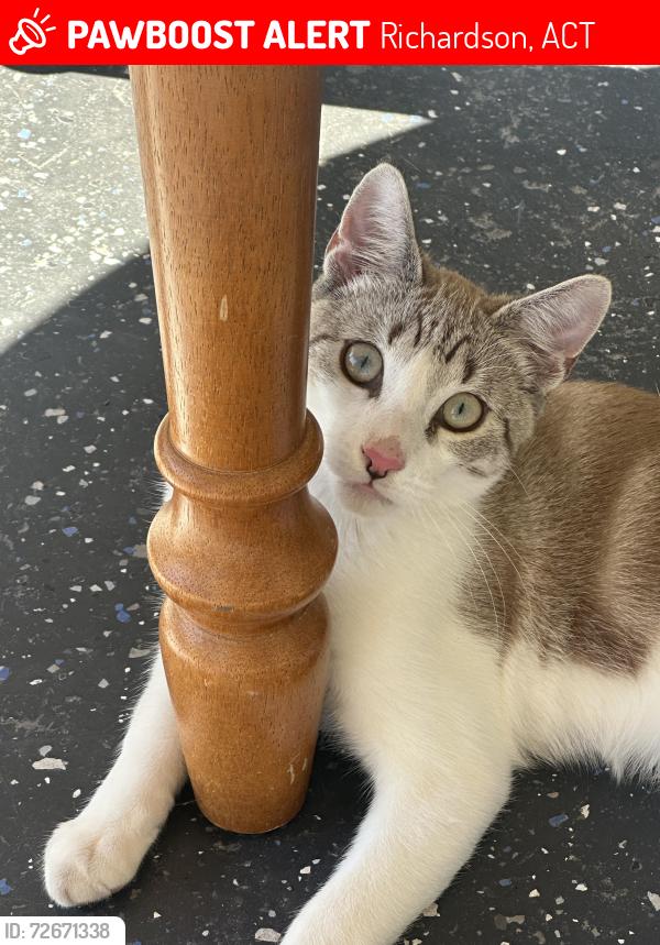Lost Male Cat last seen 3b mellish place , Richardson, ACT 2905