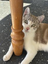 Lost Male Cat last seen 3b mellish place , Richardson, ACT 2905
