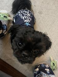 Lost Male Dog last seen Gonzalez Street and K Street, Pensacola, FL 32501