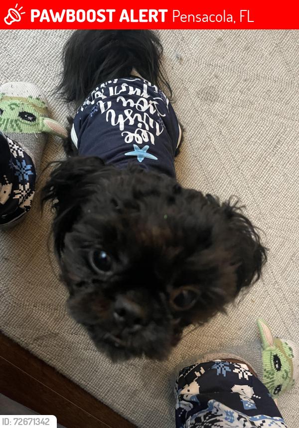 Lost Male Dog last seen Gonzalez Street and K Street, Pensacola, FL 32501