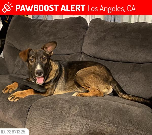 Lost Male Dog last seen Century Blvd & Figueroa St, Los Angeles, CA 90044