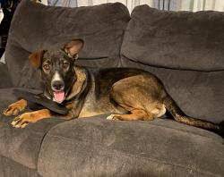 Lost Male Dog last seen Century Blvd & Figueroa St, Los Angeles, CA 90044