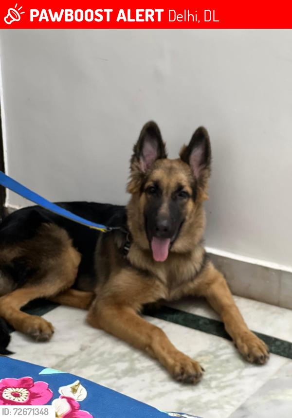Lost Male Dog last seen Near C block yojana vihar, Delhi, DL 