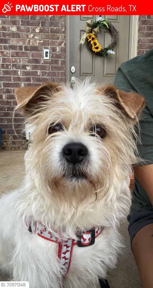 Lost Male Dog last seen Copal Dr and Acmite Avenue, Cross Roads, TX 76227