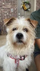 Lost Male Dog last seen Copal Dr and Acmite Avenue, Cross Roads, TX 76227