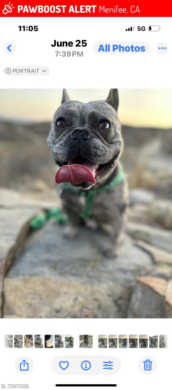 Lost Male Dog last seen Holland, Menifee, CA 92586