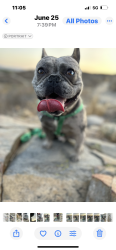 Lost Male Dog last seen Holland, Menifee, CA 92586
