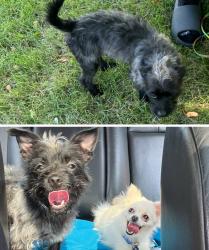 Lost Female Dog last seen By Mitc and 27th st, Milwaukee, WI 53204