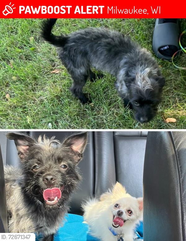 Lost Female Dog last seen By Mitc and 27th st, Milwaukee, WI 53204