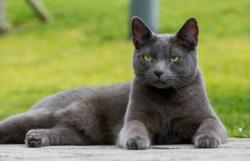 Lost Male Cat last seen Buena vista, Lemon Grove, CA 91945