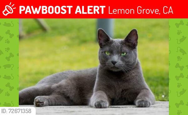 Lost Male Cat last seen Buena vista, Lemon Grove, CA 91945