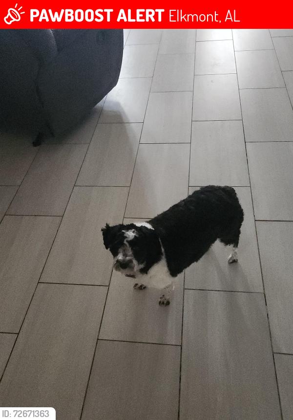 Lost Male Dog last seen Bethel road, Elkmont, AL 35620