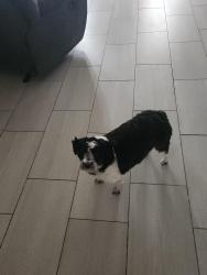 Lost Male Dog last seen Bethel road, Elkmont, AL 35620