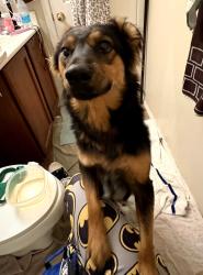 Found/Stray Unknown Dog last seen 51st Ave and Southern, Phoenix, AZ 85339