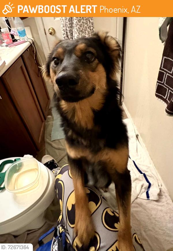 Found/Stray Unknown Dog last seen 51st Ave and Southern, Phoenix, AZ 85339