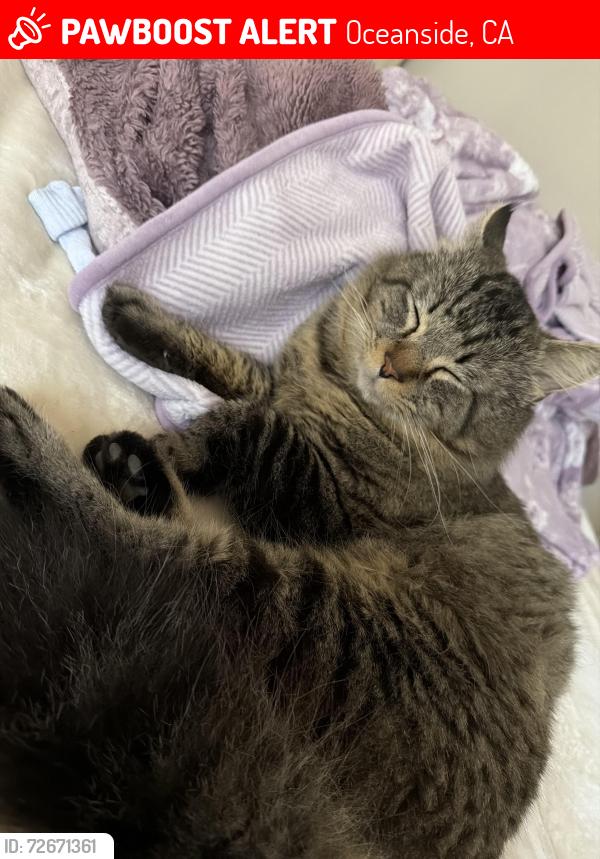 Lost Male Cat last seen Kraft st Oceanside , Oceanside, CA 92058