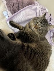 Lost Male Cat last seen Kraft st Oceanside , Oceanside, CA 92058