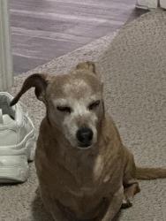 Lost Male Dog last seen Caught on neighbours camera, Fort Worth, TX 76135