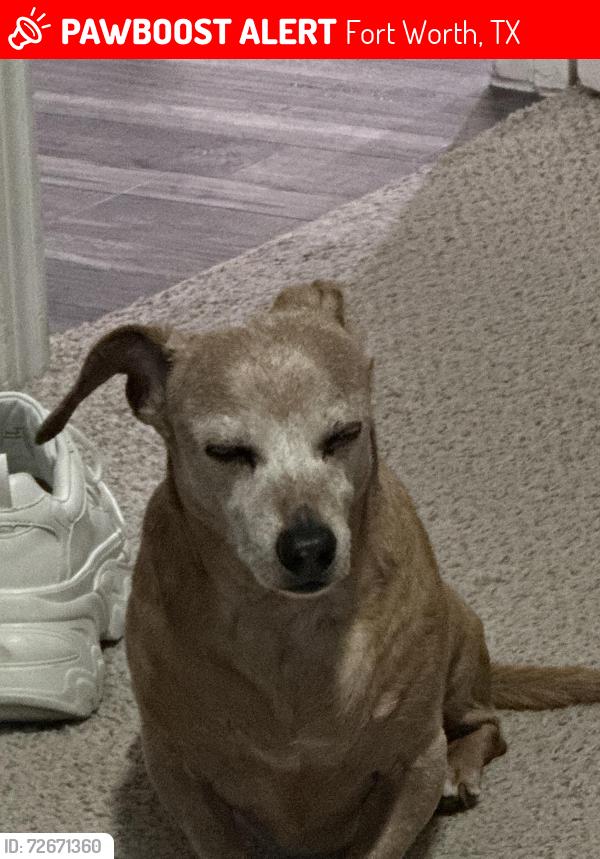 Lost Male Dog last seen Caught on neighbours camera, Fort Worth, TX 76135