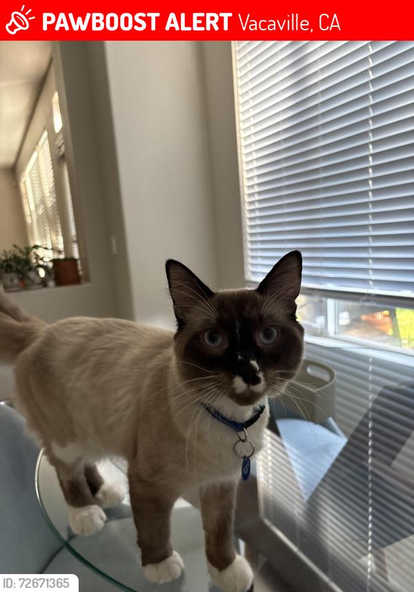 Lost Male Cat last seen Ruby Drive, Vacaville, Vacaville, CA 95687