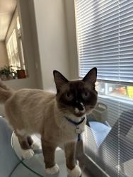 Lost Male Cat last seen Ruby Drive, Vacaville, Vacaville, CA 95687