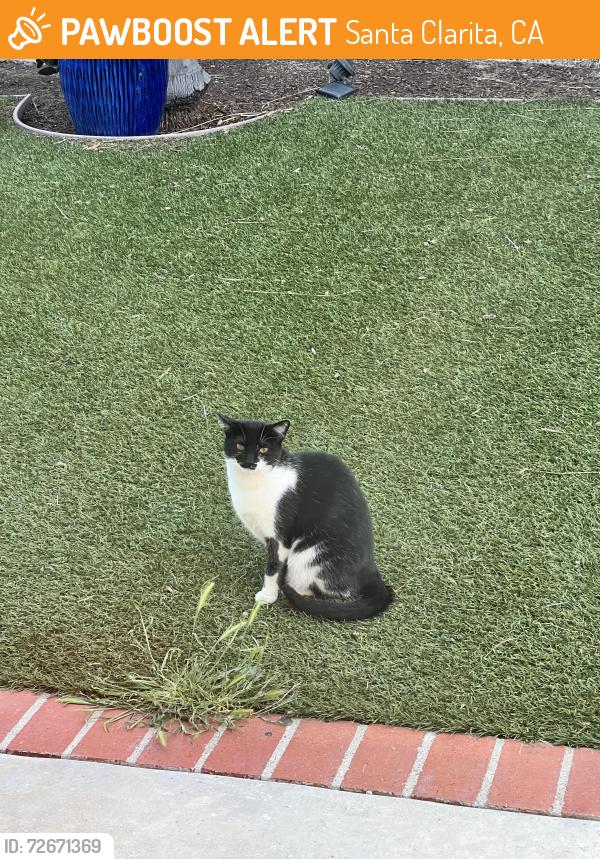 Found/Stray Unknown Cat last seen Soledad Canyon and Oak Springs , Santa Clarita, CA 91387